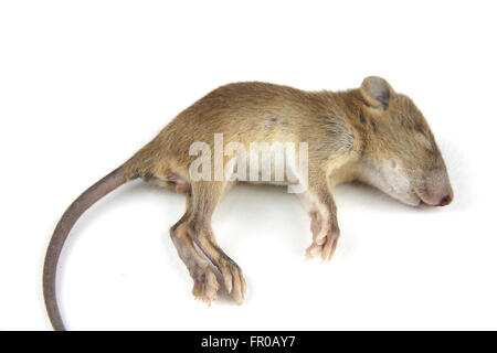 mouse  dead blood out nose Stock Photo