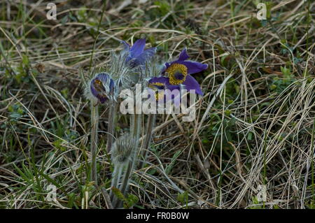 Common pasque flower (pulsatilla vulgaris), earliest flowers with hair in springtime Stock Photo