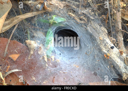 funnel weaving spider deep in Thailand Stock Photo