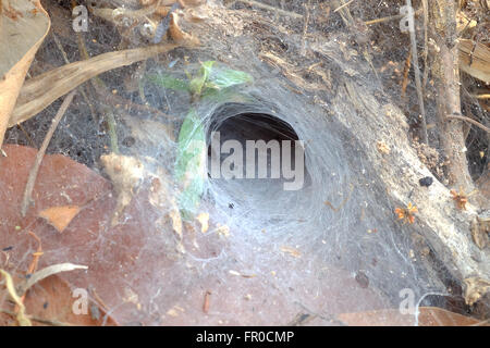 funnel weaving spider deep in Thailand Stock Photo