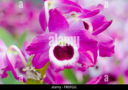 Nobile orchid Stock Photo