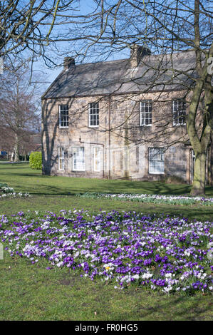 Spring, crocuses flower in The Sele park with Abbey House in the background, Hexham, Northumberland, England, UK Stock Photo