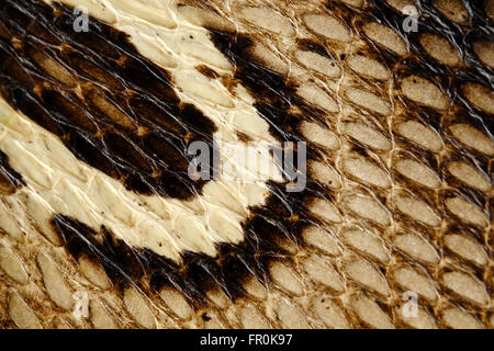 Snake  leather or  cobra skin texture - closeup, macro Stock Photo