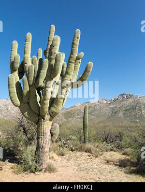 Arizona's Catalina State Park Stock Photo