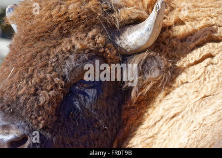 European bison (Bison bonasus), also known as wisent or the European wood bison, is a Eurasian species of bison. Stock Photo