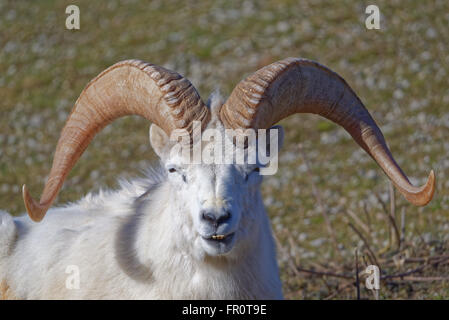 Dall sheep (Dall's sheep), Ovis dalli, is a species of sheep native to northwestern North America. Stock Photo