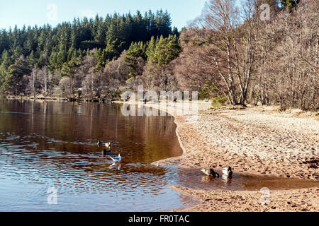 Loch Morlich in the Cairngorms region of Scotland on a calm and sunny spring day Stock Photo