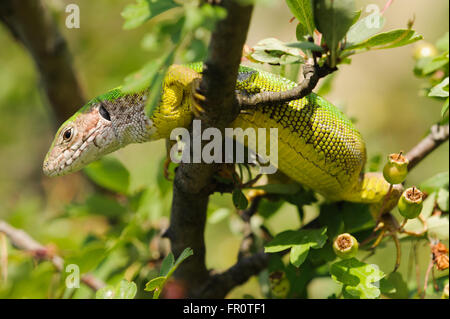 European Green Lizard (Lacerta viridis), Devinska Kobyla Reserve, Slovakia Stock Photo