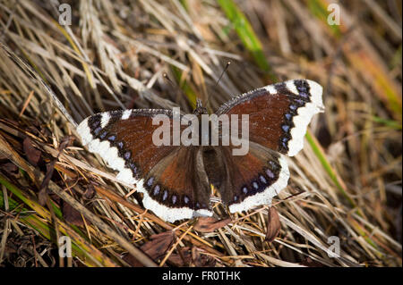 Mourning Cloak Butterfly (Nymphalis antiopa), Tatra National Park, Slovakia Stock Photo
