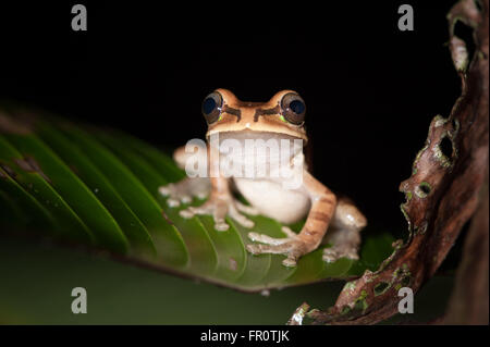Masked Tree Frog (Smilisca phaeota), Coto Brus, Costa Rica Stock Photo