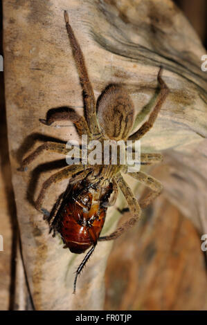 Wandering spider (Cupiennius coccineus) feeding on cockroach, Coto Brus, Costa Rica Stock Photo