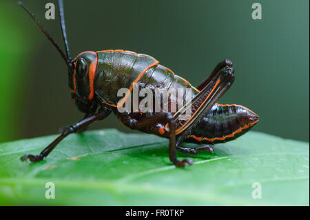 Lubber Grasshopper (Romalea guttata) - nymph, La Selva, Costa Rica Stock Photo