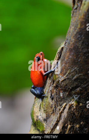 Strawberry Poison-Dart Frog (Oophaga pumilio), La Selva Biological Station, Costa Rica Stock Photo