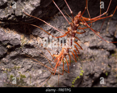 Long legged centipede (Scutigera sp.) Gunung Mulu, Borneo Stock Photo