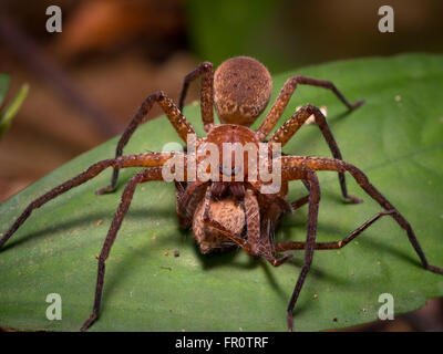 Huntsman spider (Heteropoda sp.) prey on another huntsman spider, Tawau Hills, Sabah, Malaysia Stock Photo