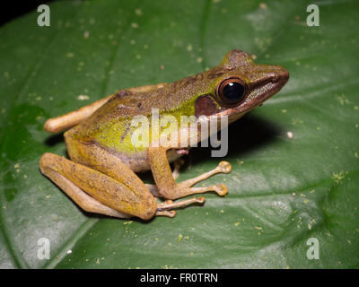 White-lipped Frog (Hylarana raniceps) Tawau Hills Park, Borneo Stock Photo