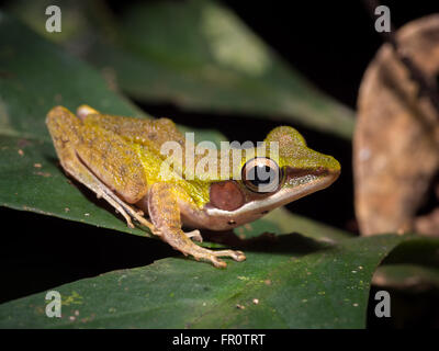 White-lipped Frog (Hylarana raniceps) Tawau Hills Park, Borneo Stock Photo