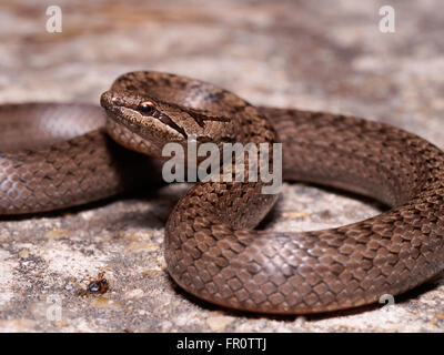 Smooth snake (Coronella austriaca), young specimen, steppe near the Danube river, Slovakia Stock Photo