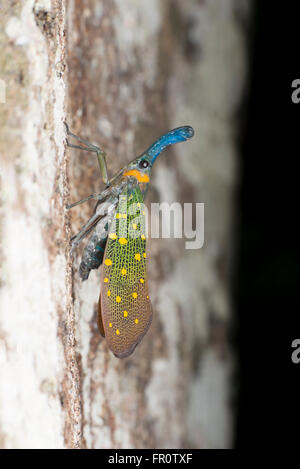 lantern bug. Pyrops whiteheadi on tree bark Stock Photo