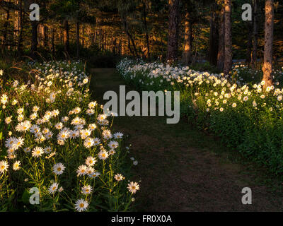 Daisy flowers on path at Shore Acres State Park, Oregon Stock Photo