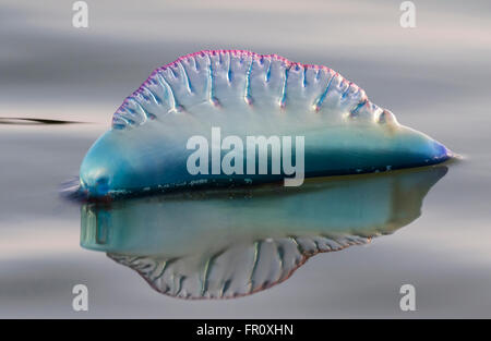 Atlantic Portuguese man o' war (Physalia physalis) floating in the ocean at sunset, Galveston, Texas, USA Stock Photo