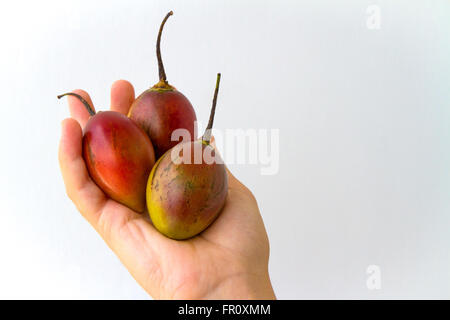 A bunch of tamarillo fruit held in the palm of a young woman, isolated on white. Stock Photo
