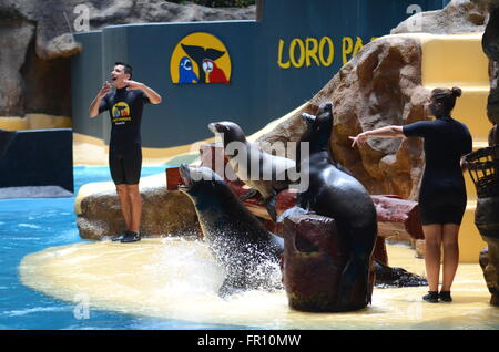 Sea lions show in Loro Parque in Puerto de la Cruz on Tenerife, Spain Stock Photo