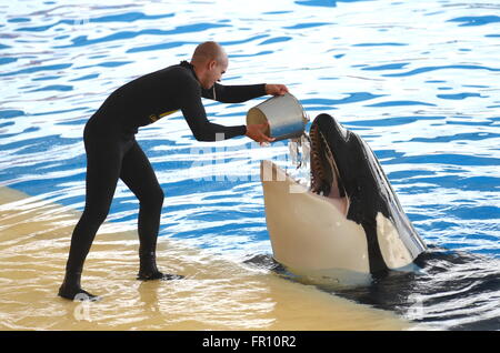 Orca whale show in Loro Parque in Puerto de la Cruz on Tenerife, Spain Stock Photo