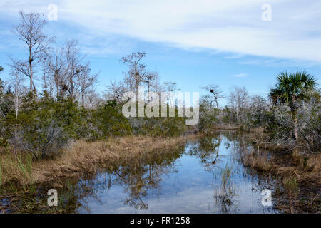 Florida,South,FL,Everglades,Tamiami Trail,Big Cypress National Preserve Park,Skillet Strand North,water,swamp,scenery,natural,winter,visitors travel t Stock Photo