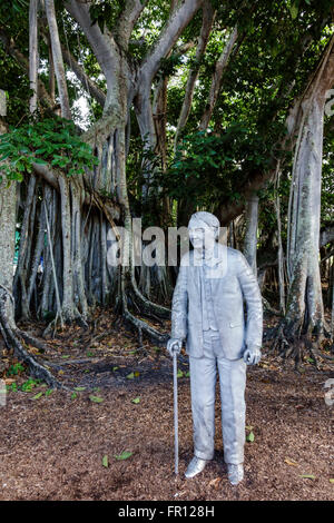 Florida,South,FL,Fort Ft. Myers,Thomas Edison and Henry Ford Winter Estates,historical history museum,giant banyan tree trees,adventitious prop roots, Stock Photo