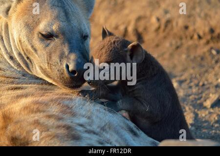Spotted hyenas (Crocuta crocuta), adult female and young male, in the morning light, Kruger National Park, South Africa, Africa Stock Photo