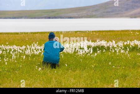 Tourist on the tundra with Arctic Cotton Grass (Eriophorum scheuchzeri), Yttygran Island, Bering Sea, Russia Far East Stock Photo