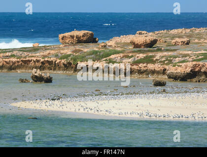 Seagulls on a Sand Bar, Red Bluff, Point Quobba, near Carnarvon, Coral Coast, Gascoyne Region, Western Australia Stock Photo