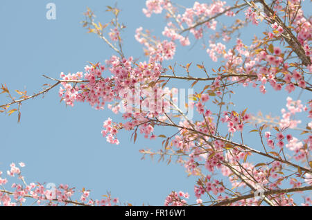 Wild Himalayan Cherry, Prunus cerasoides Stock Photo