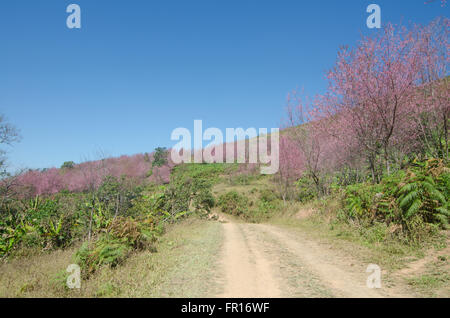 wild Himalayan Cherry  Tree on Phu lomlo in Loei, Thailand Stock Photo