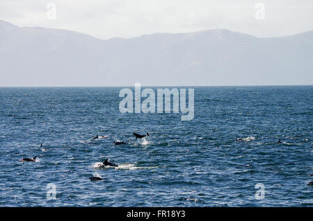 Large pod of dusky dolphins near Kaikoura, New Zealand Stock Photo