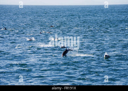 Large pod of dusky dolphins near Kaikoura, New Zealand Stock Photo