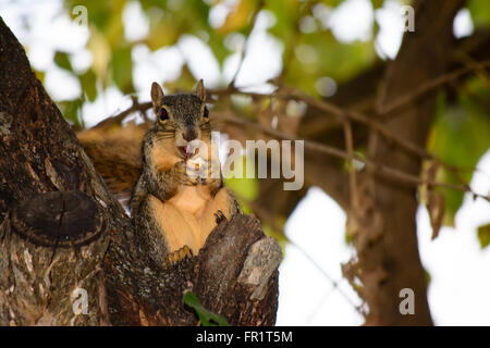 Fox Squirrel Sitting in Tree Eating Nut as if he is watching a show. Looking directly outward. Curious, Comical. Stock Photo