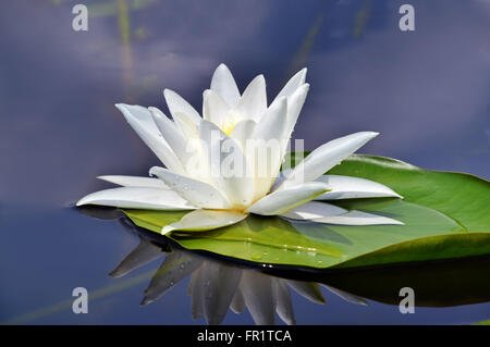 Beautiful waterlily in the lake in a morning mist Stock Photo