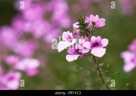 Diascia 'Lilac Belle' flowers. Stock Photo