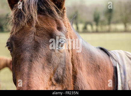 Through the eyes of a Horse Stock Photo