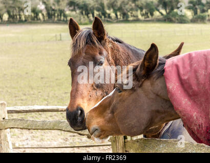 Two horses making contact Stock Photo