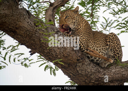 Africa, Zambia, South Luangwa National Park, Mfuwe. Leopard (WILD: Panthera pardus) with fresh impala kill in tree. Stock Photo