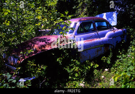 Old abandoned cars and pickup trucks in wrecking yard Stock Photo