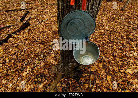 Collecting maple sap in Ontario Canada. Stock Photo