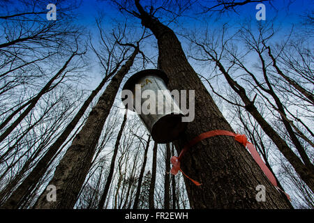 Collecting maple sap in Ontario Canada. Stock Photo