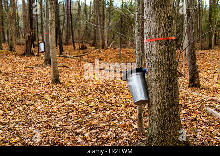 Collecting maple sap in Ontario Canada. Stock Photo