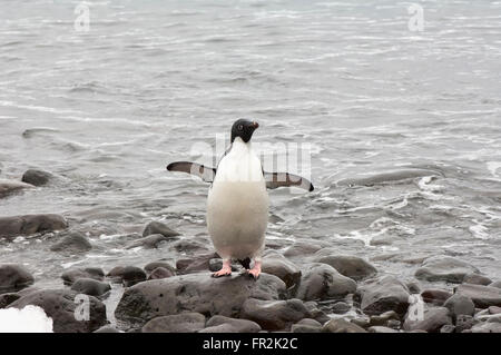 Adelie Penguin (Pygoscelis adeliae), Paulet Island, Erebus and Terror Gulf, Antarctic peninsula Stock Photo