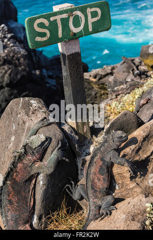 Marine Iguanas (Amblyrhynchus cristatus hassi), Hispanola Island, Galapagos, Ecuador Stock Photo