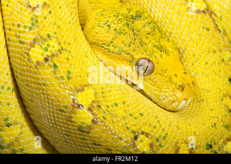 Yellow tree python (Morelia viridis) Stock Photo